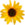 Small Sunflower